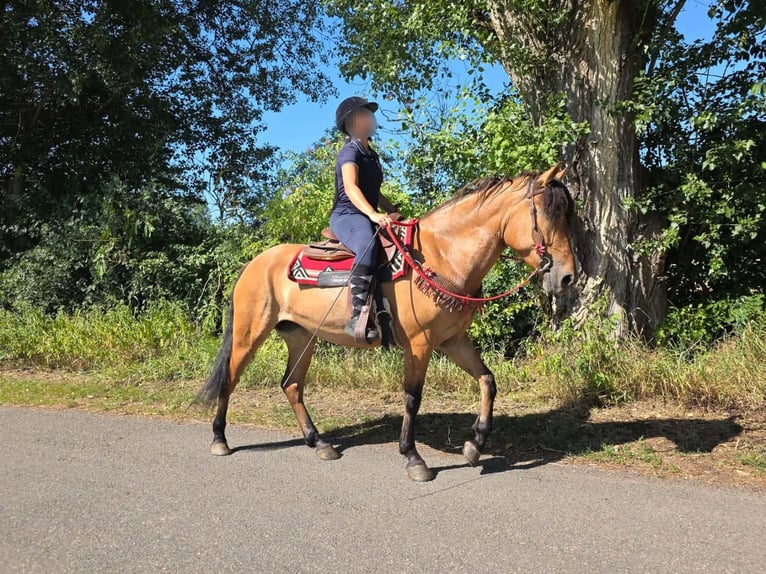 Plus de poneys/petits chevaux Jument 4 Ans 154 cm Isabelle in Linkenbach