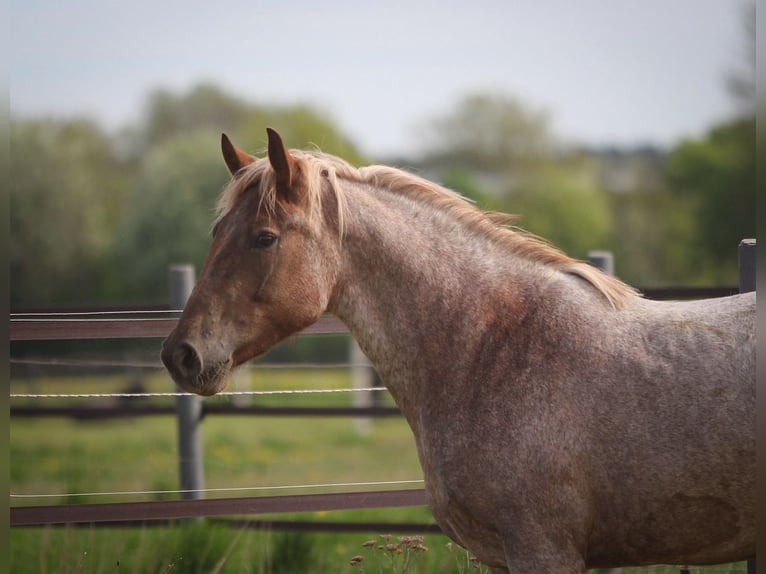 Plus de poneys/petits chevaux Jument 4 Ans 155 cm Rouan Rouge in Pastetten