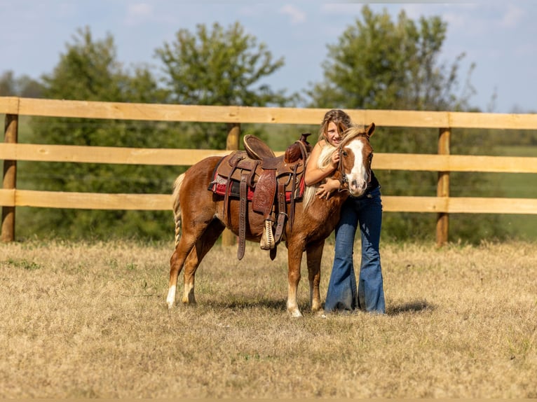 Plus de poneys/petits chevaux Jument 4 Ans 99 cm Alezan cuivré in Ewing