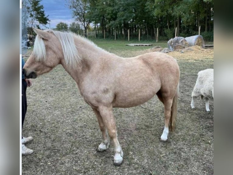 Plus de poneys/petits chevaux Jument 5 Ans 120 cm Palomino in Rechnitz
