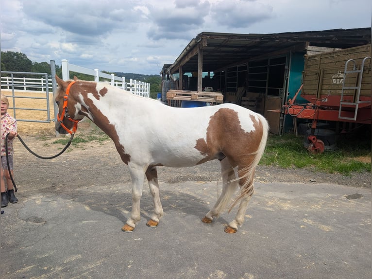Plus de poneys/petits chevaux Jument 5 Ans 120 cm Pinto in Morsbach