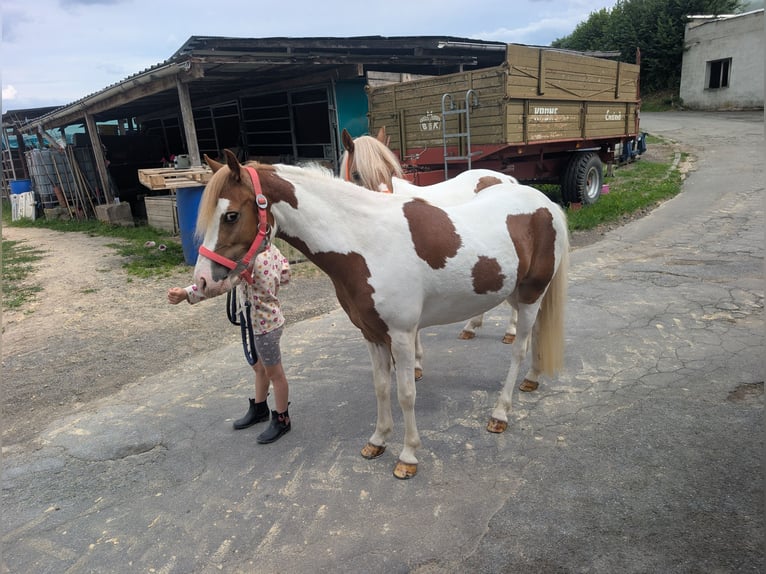 Plus de poneys/petits chevaux Jument 5 Ans 120 cm Pinto in Morsbach