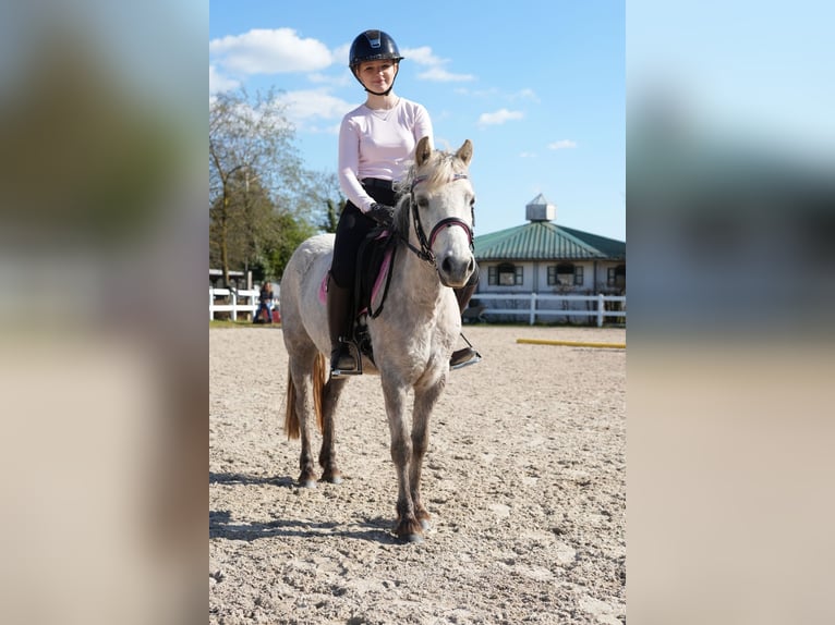 Plus de poneys/petits chevaux Jument 5 Ans 122 cm Gris in Wächtersbach