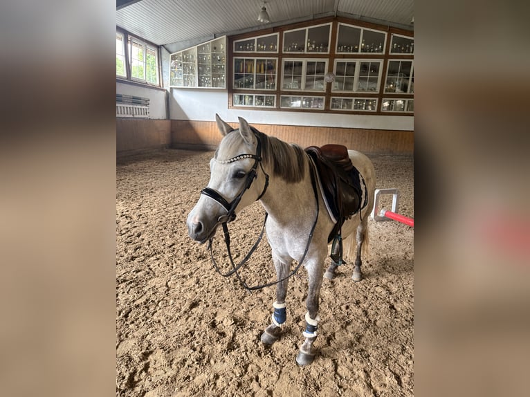 Plus de poneys/petits chevaux Jument 5 Ans 122 cm Gris in Wächtersbach
