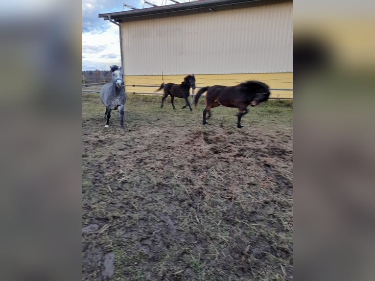Plus de poneys/petits chevaux Croisé Jument 5 Ans 123 cm in Bad Saulgau