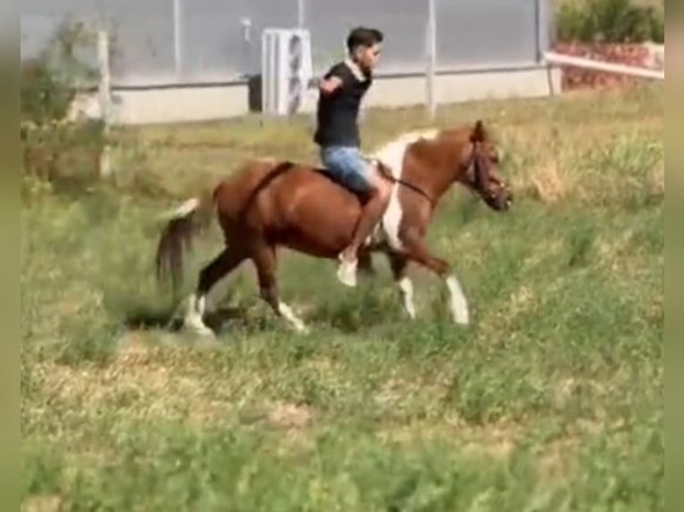 Plus de poneys/petits chevaux Jument 5 Ans 123 cm Pinto in Rechnitz