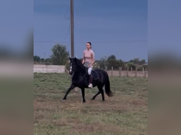 Plus de poneys/petits chevaux Jument 5 Ans 127 cm Noir in Rechnitz