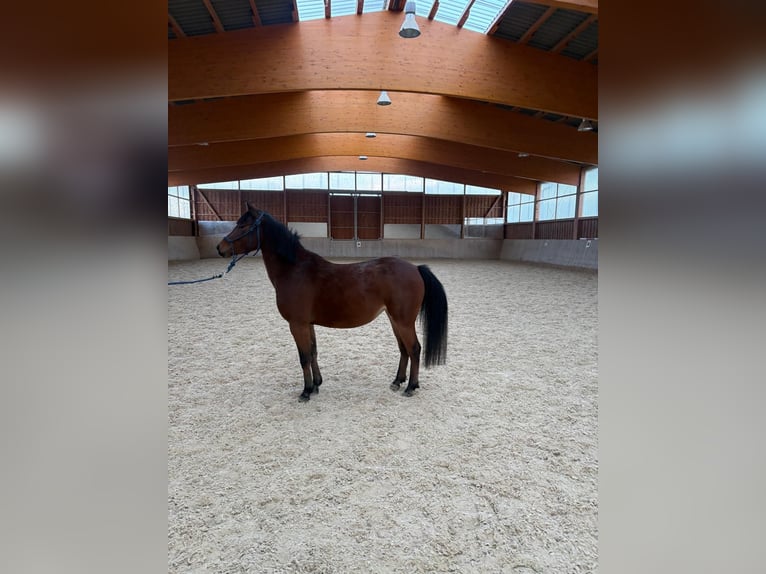 Plus de poneys/petits chevaux Jument 5 Ans 128 cm Alezan brûlé in Dorfbeuern