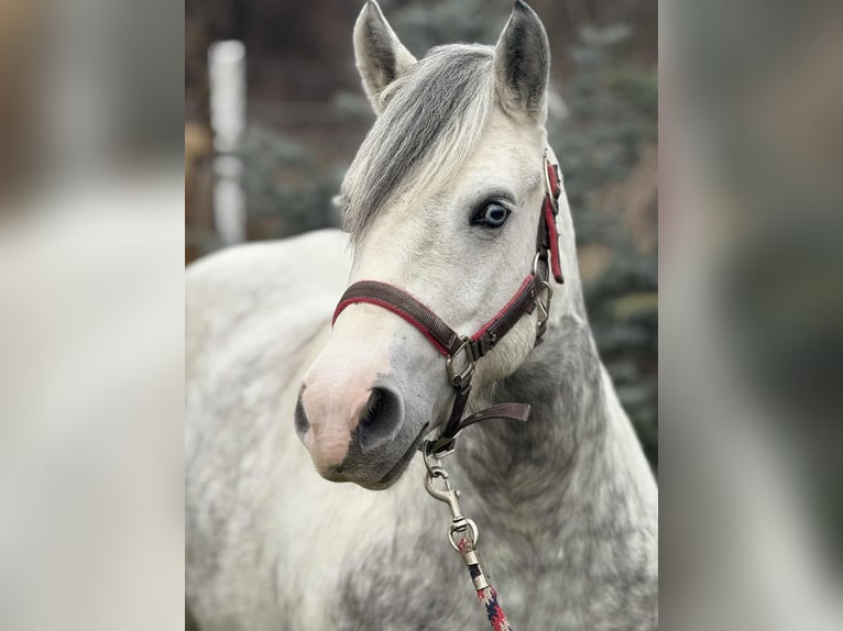 Plus de poneys/petits chevaux Jument 5 Ans 135 cm Pinto in Csabacs&#x171;d