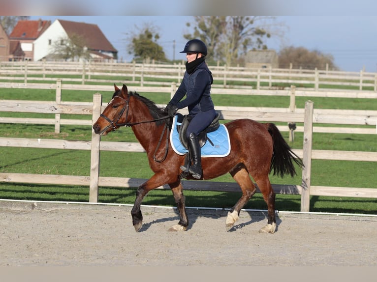 Plus de poneys/petits chevaux Jument 5 Ans 140 cm Bai in Bogaarden