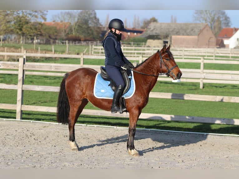 Plus de poneys/petits chevaux Jument 5 Ans 140 cm Bai in Bogaarden