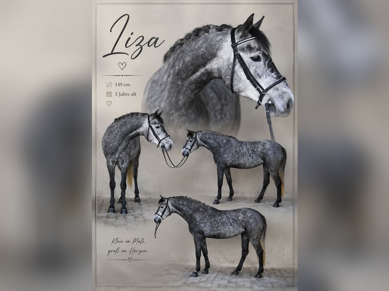 Plus de poneys/petits chevaux Jument 5 Ans 143 cm Gris pommelé in Neu Gaarz