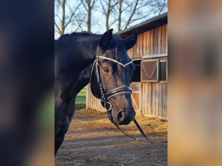Plus de poneys/petits chevaux Jument 5 Ans 145 cm Noir in Gyula