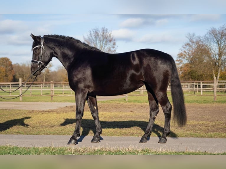 Plus de poneys/petits chevaux Jument 5 Ans 145 cm Noir in Gyula