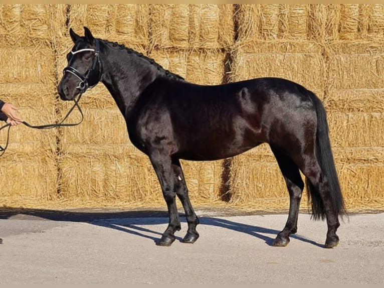 Plus de poneys/petits chevaux Jument 5 Ans 145 cm Noir in Gyula