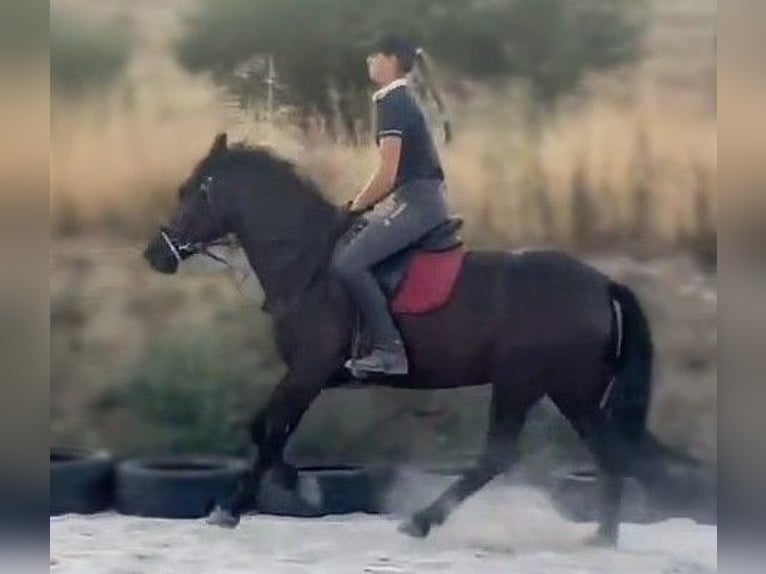 Plus de poneys/petits chevaux Croisé Jument 5 Ans 145 cm Noir in Senovo