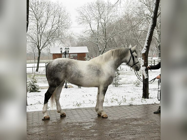 Plus de poneys/petits chevaux Jument 5 Ans 145 cm Pinto in Békéscsaba