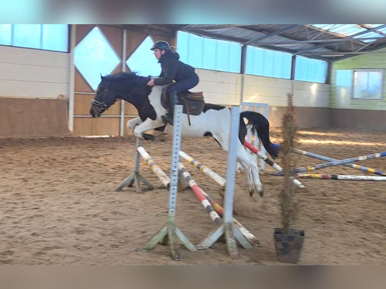 Plus de poneys/petits chevaux Jument 5 Ans 147 cm Pinto in Braunschweig