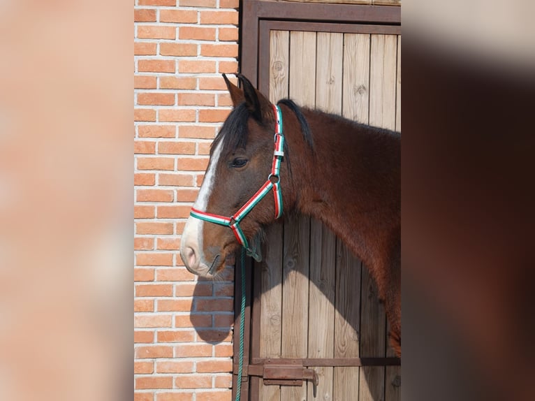 Plus de poneys/petits chevaux Jument 5 Ans 148 cm Bai in Békéscsaba