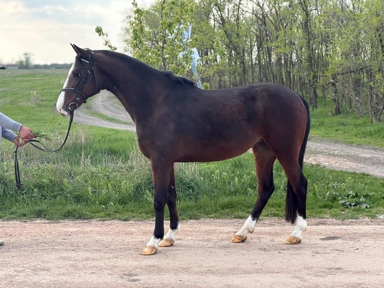 Plus de poneys/petits chevaux Jument 5 Ans 148 cm Bai in Békéscsaba