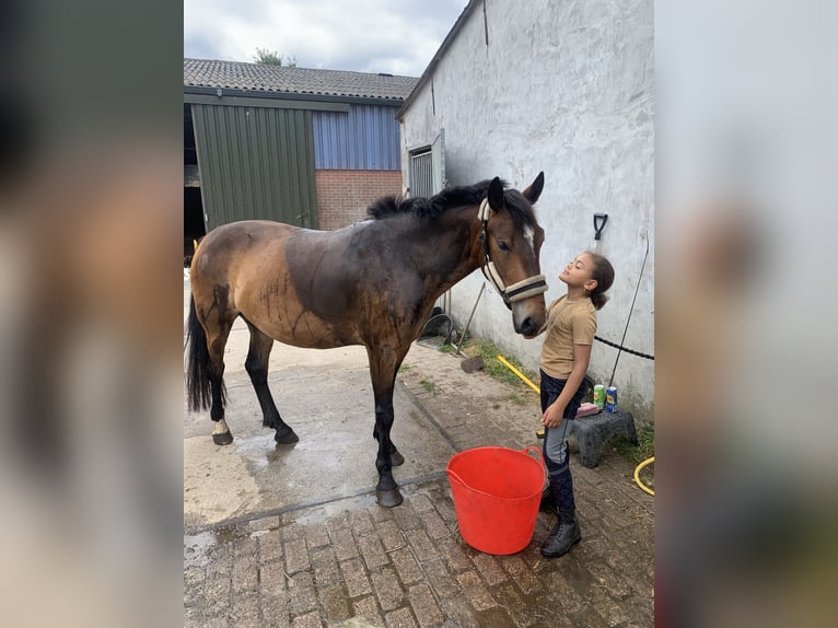 Plus de poneys/petits chevaux Jument 5 Ans 148 cm Bai in Kapellen