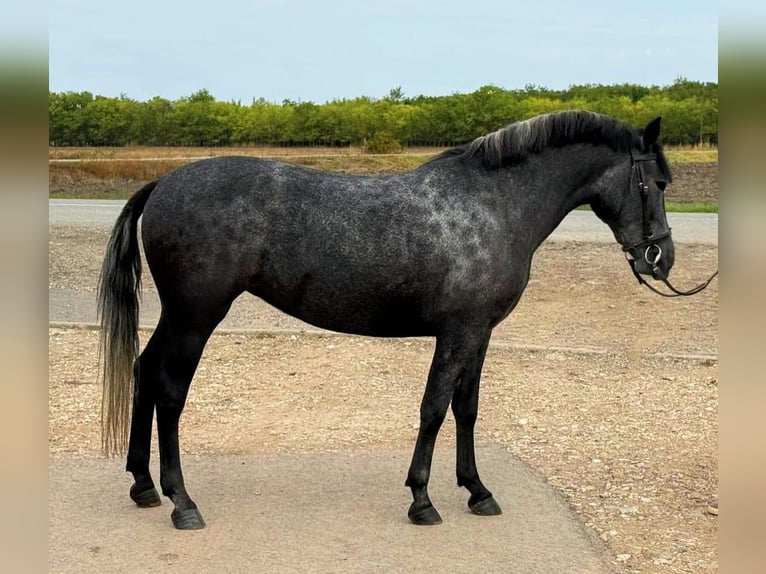 Plus de poneys/petits chevaux Jument 5 Ans 148 cm Gris pommelé in Gyula Plus de poneys/petits chevaux Jument 5 Ans 148 cm Gris pommelé in Gyula