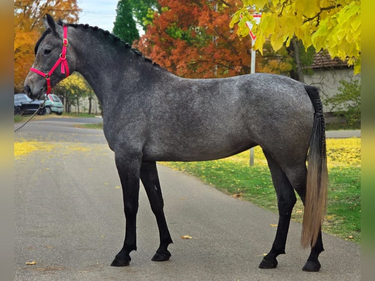 Plus de poneys/petits chevaux Jument 5 Ans 150 cm Aubère in B&#xE9;k&#xE9;scsaba