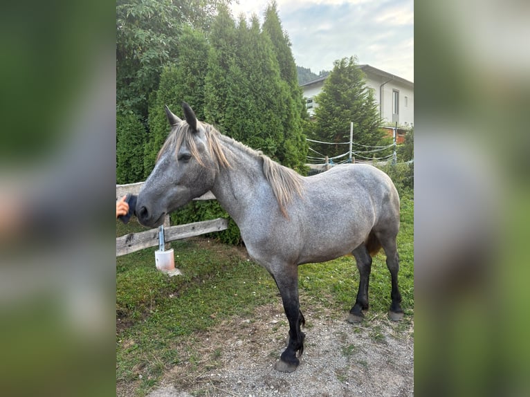 Plus de poneys/petits chevaux Jument 5 Ans 150 cm Aubère in Spittal Drau