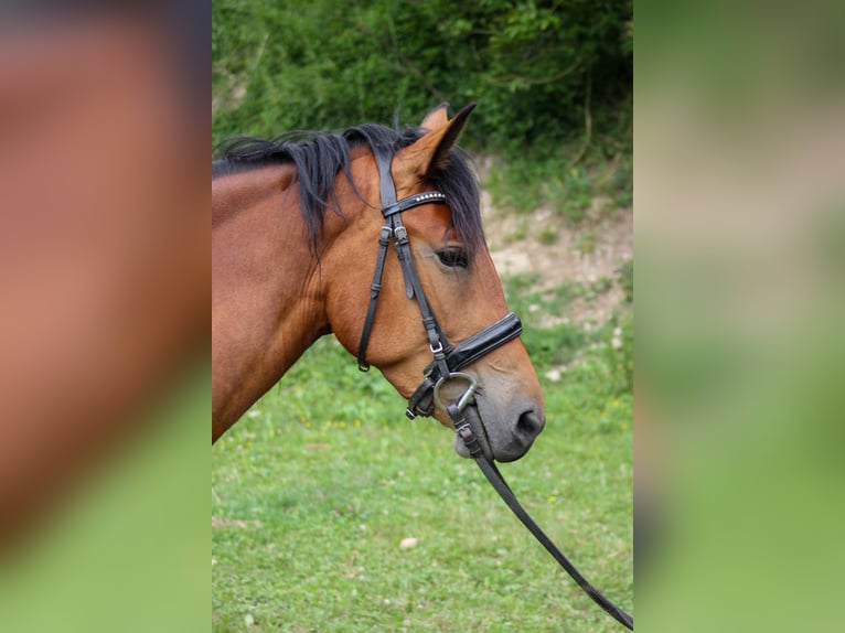 Plus de poneys/petits chevaux Jument 5 Ans 150 cm Bai in Graben