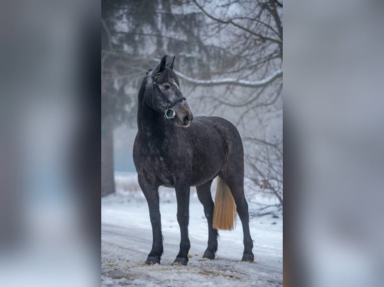 Plus de poneys/petits chevaux Jument 5 Ans 150 cm Gris in Békéscsaba