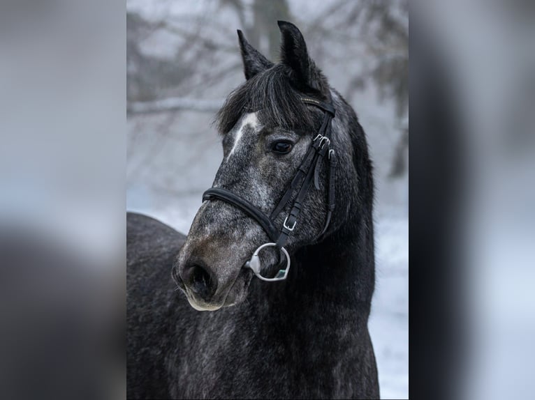 Plus de poneys/petits chevaux Jument 5 Ans 150 cm Gris in Békéscsaba