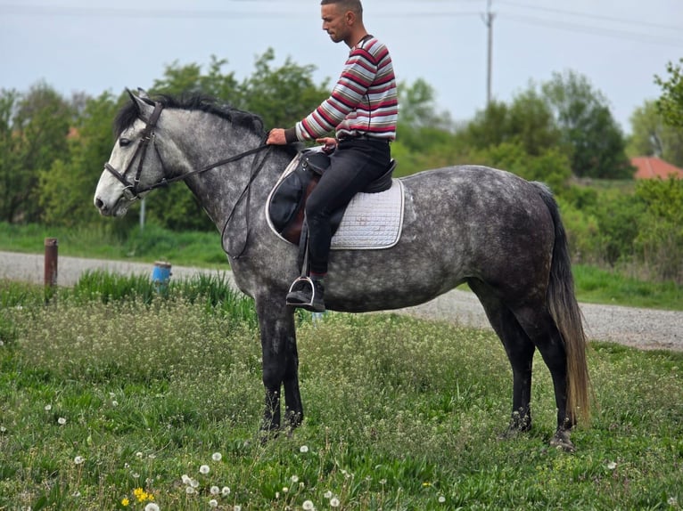 Plus de poneys/petits chevaux Jument 5 Ans 150 cm Gris pommelé in Békéscsaba