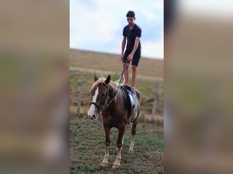 Plus de poneys/petits chevaux Croisé Jument 5 Ans 151 cm Alezan brûlé in B&#xE9;k&#xE9;scsaba