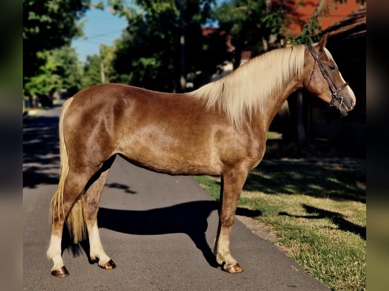 Plus de poneys/petits chevaux Croisé Jument 5 Ans 151 cm Alezan brûlé in B&#xE9;k&#xE9;scsaba