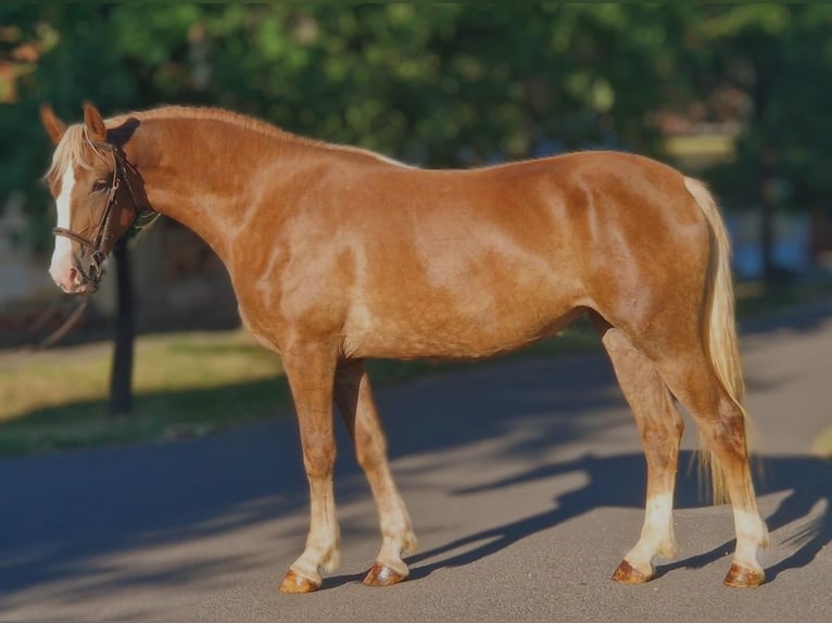 Plus de poneys/petits chevaux Croisé Jument 5 Ans 151 cm Alezan brûlé in B&#xE9;k&#xE9;scsaba
