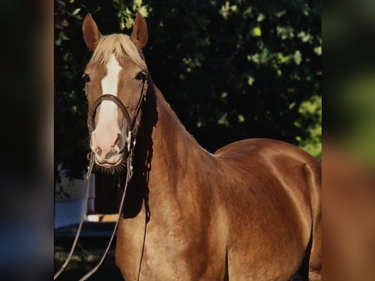Plus de poneys/petits chevaux Croisé Jument 5 Ans 151 cm Alezan brûlé in B&#xE9;k&#xE9;scsaba