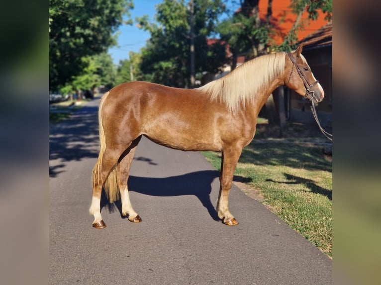 Plus de poneys/petits chevaux Jument 5 Ans 151 cm Alezan in B&#xE9;k&#xE9;scsaba