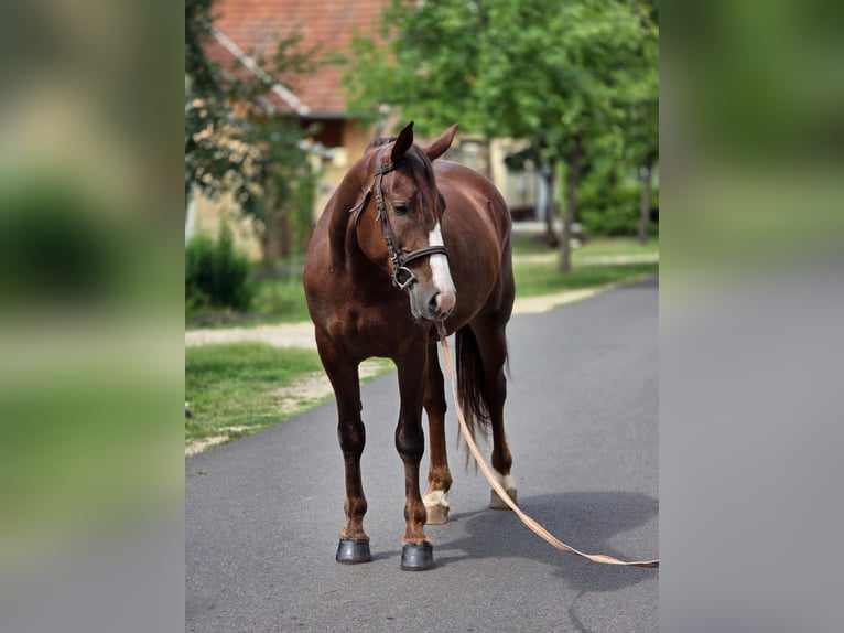 Plus de poneys/petits chevaux Jument 5 Ans 152 cm Alezan brûlé in B&#xE9;k&#xE9;scsaba