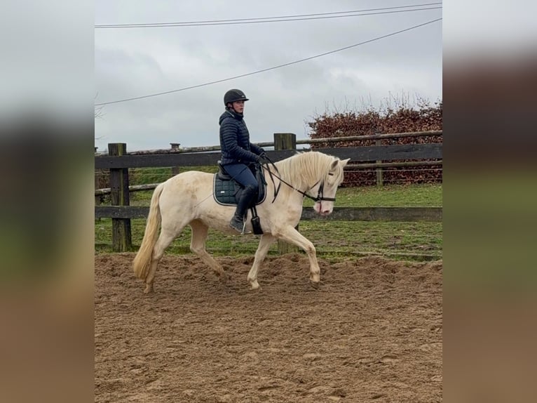 Plus de poneys/petits chevaux Jument 5 Ans 152 cm Cremello in Daleiden