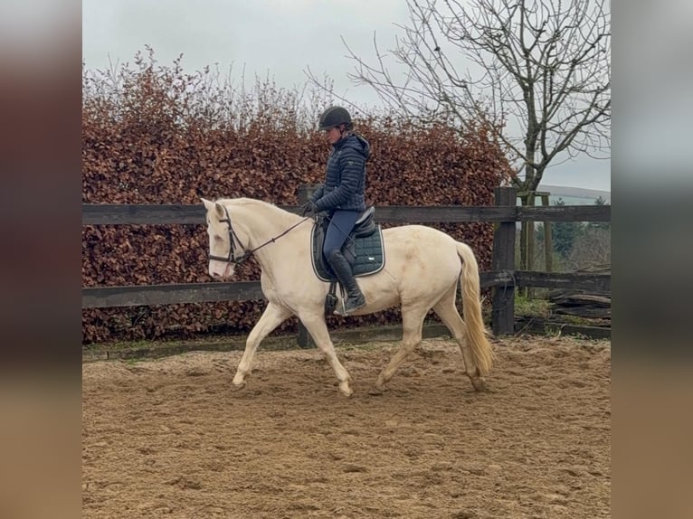 Plus de poneys/petits chevaux Jument 5 Ans 152 cm Cremello in Daleiden