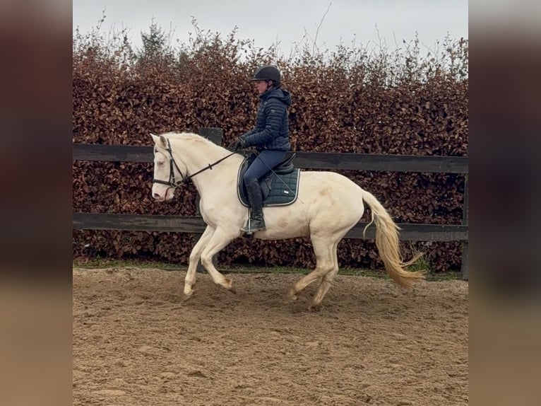 Plus de poneys/petits chevaux Jument 5 Ans 152 cm Cremello in Daleiden