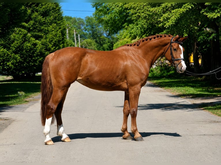 Plus de poneys/petits chevaux Jument 5 Ans 153 cm Alezan in Békéscsaba