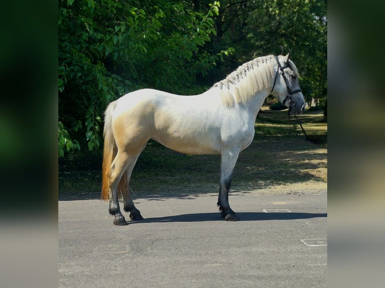 Plus de poneys/petits chevaux Jument 5 Ans 159 cm Gris in Neu Gaarz