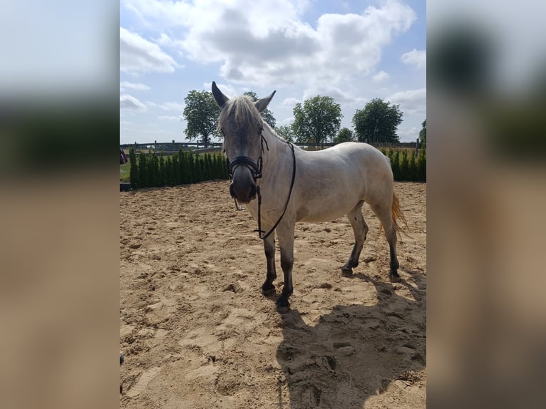 Plus de poneys/petits chevaux Jument 5 Ans 159 cm Gris in Neu Gaarz
