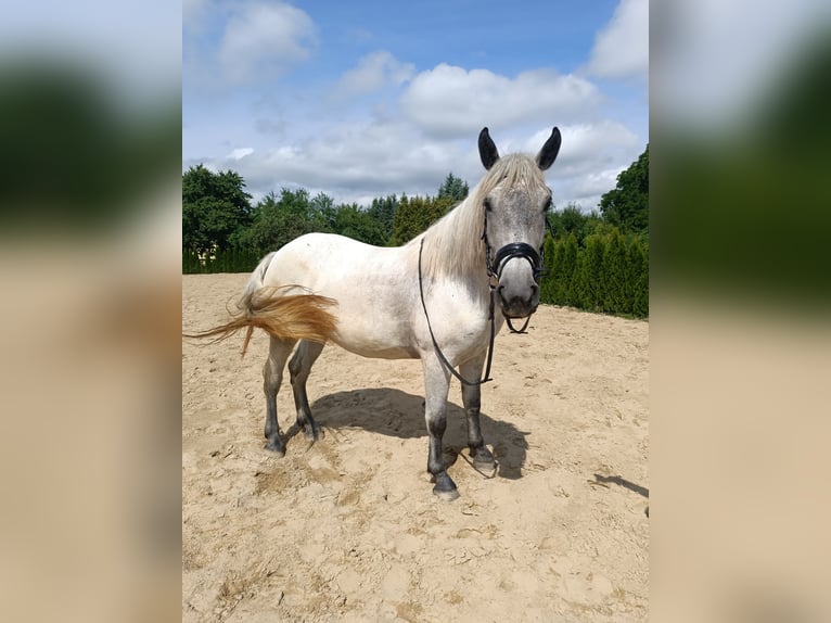 Plus de poneys/petits chevaux Jument 5 Ans 159 cm Gris in Neu Gaarz