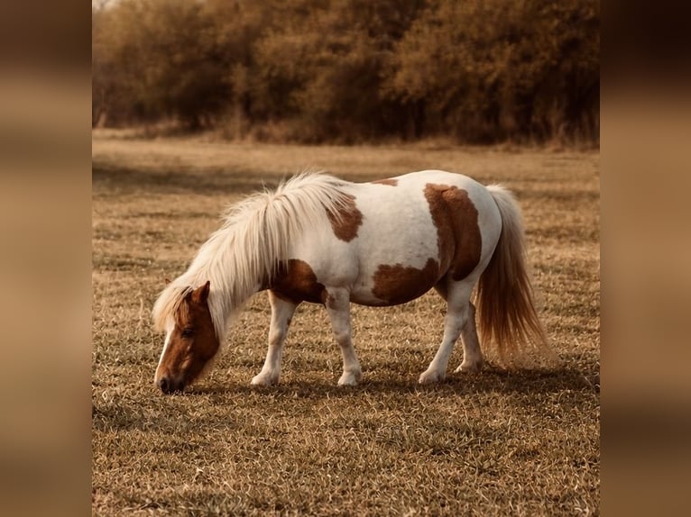 Plus de poneys/petits chevaux Jument 5 Ans 81 cm Pinto in Cisco