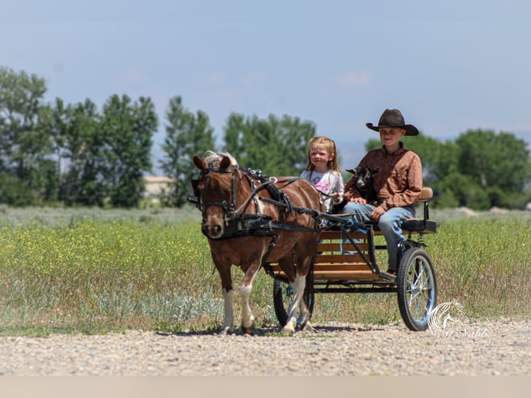 Plus de poneys/petits chevaux Jument 5 Ans 91 cm Alezan cuivré in Cody