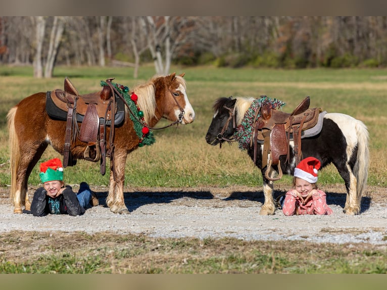 Plus de poneys/petits chevaux Jument 5 Ans 99 cm Alezan cuivré in Ewing