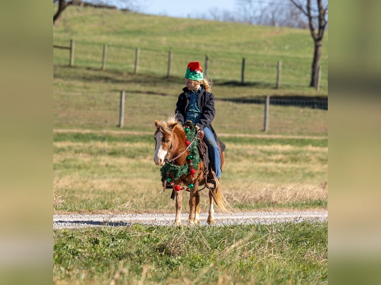 Plus de poneys/petits chevaux Jument 5 Ans 99 cm Alezan cuivré in Ewing