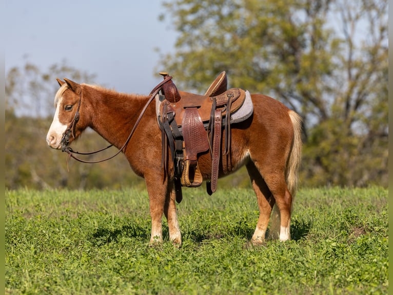 Plus de poneys/petits chevaux Jument 5 Ans 99 cm Alezan cuivré in Ewing